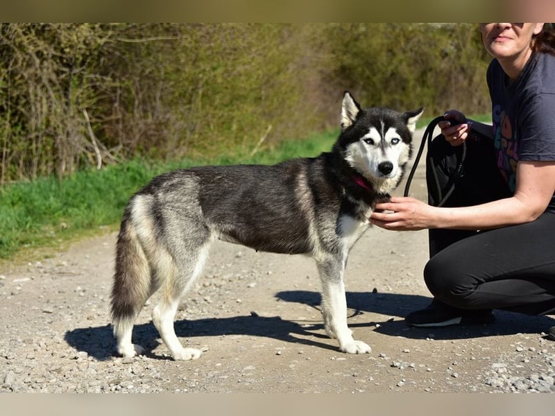 Dory sucht Husky Liebhaber