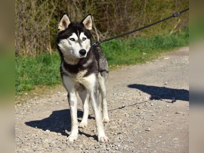 Dory sucht Husky Liebhaber