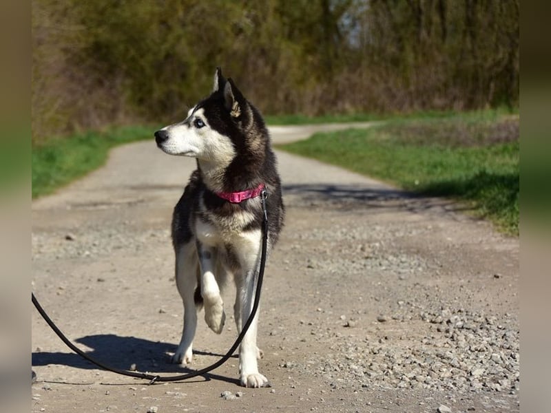 Dory sucht Husky Liebhaber