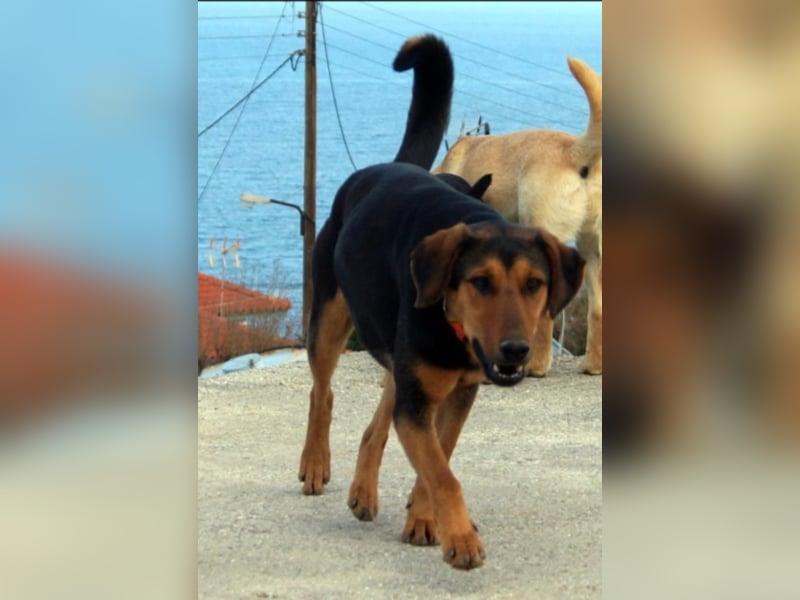 Leyla sucht ihre Familie