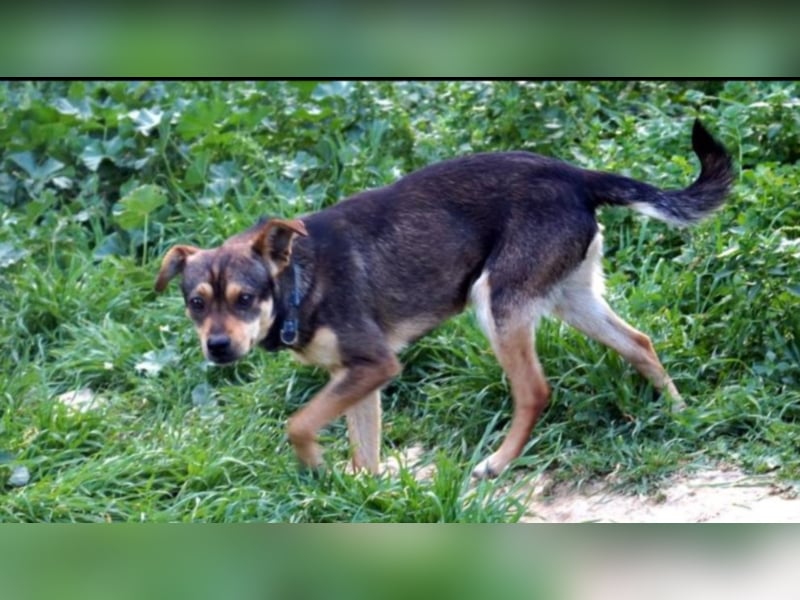 Devil sucht sein Zuhause