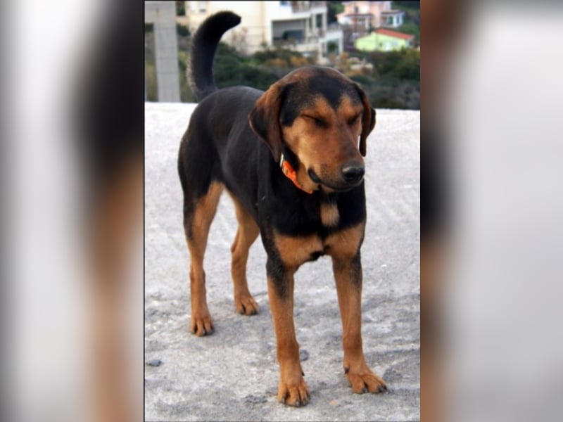 Leyla sucht ihre Familie