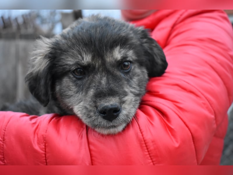 Krümel JASPER sucht sein FOREVER HOME