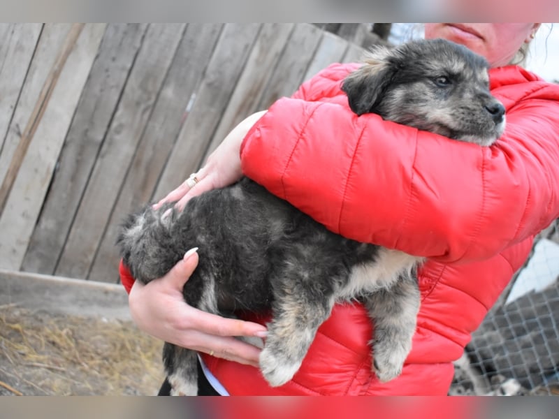 Krümel JASPER sucht sein FOREVER HOME