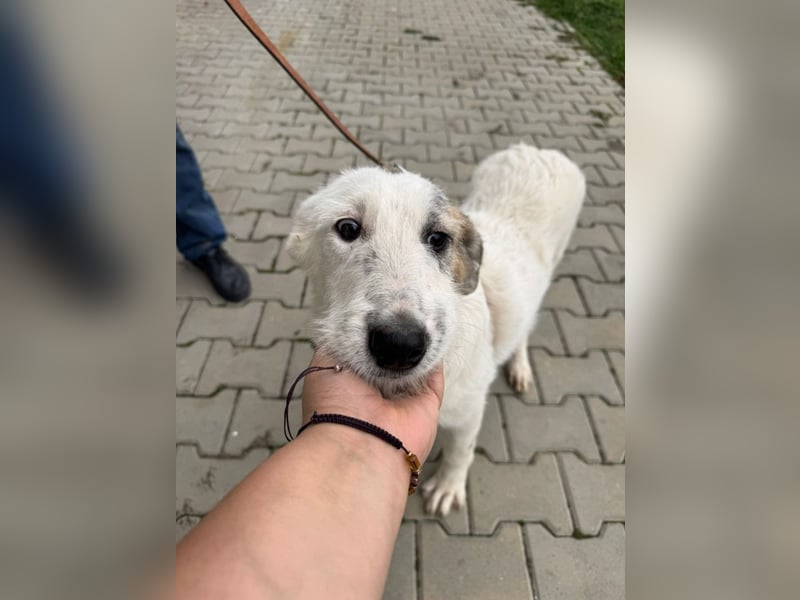 Anabell - 7 Monate junges, freundliches, liebes Hundemädchen sucht ein Zuhause