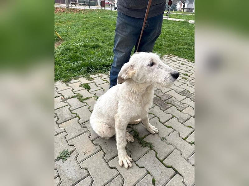 Anabell - 7 Monate junges, freundliches, liebes Hundemädchen sucht ein Zuhause