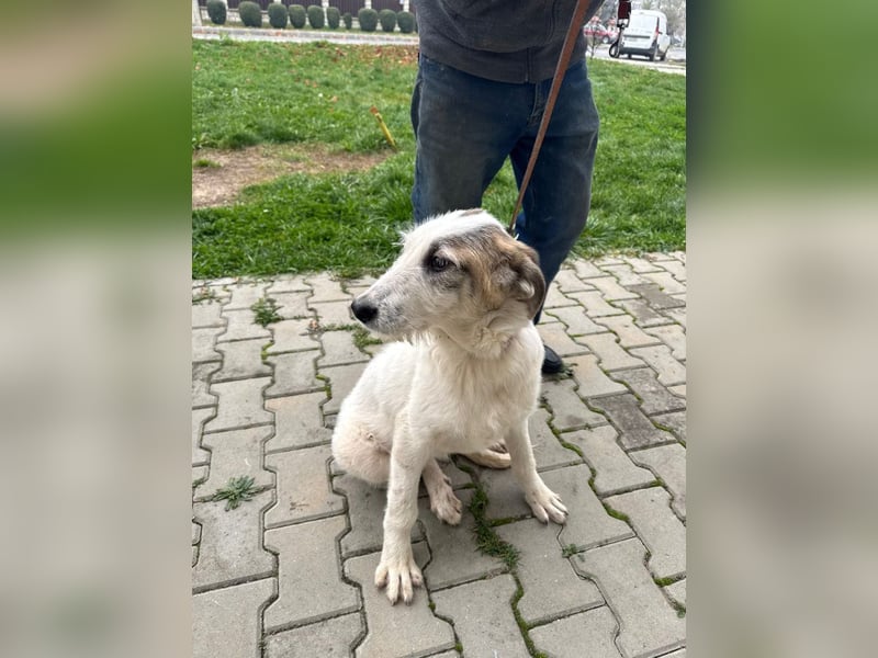 Anabell - 7 Monate junges, freundliches, liebes Hundemädchen sucht ein Zuhause