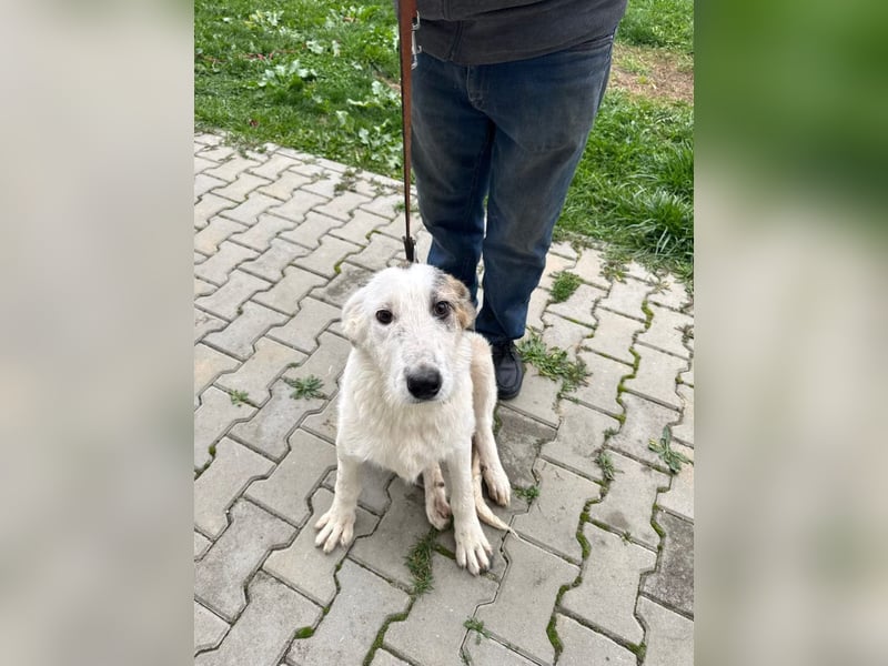 Anabell - 7 Monate junges, freundliches, liebes Hundemädchen sucht ein Zuhause