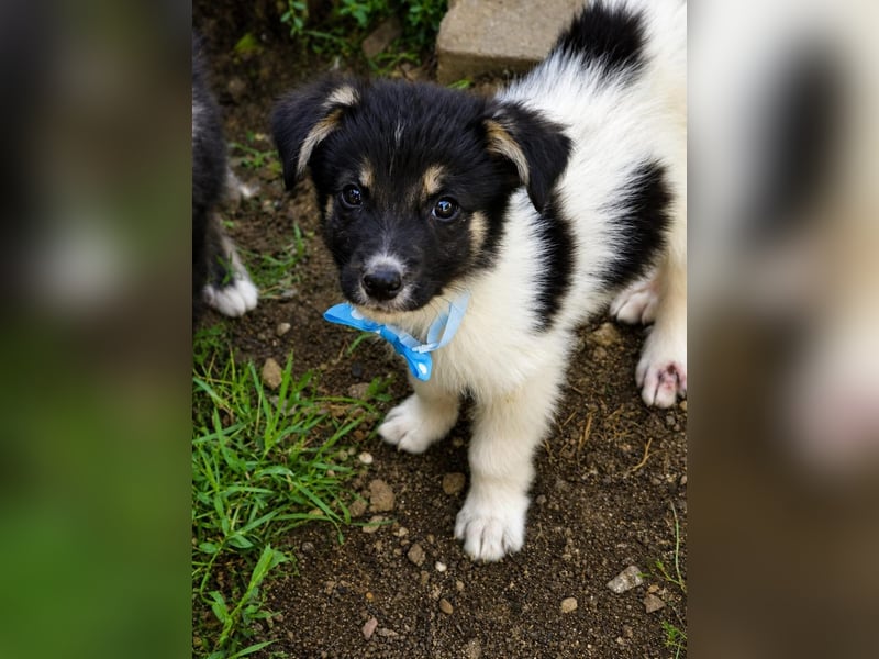 BANDIT - Vier kleine Seelen dürfen nicht im Tierheim verschwinden