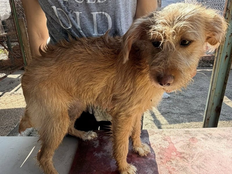 PENNY sucht ein liebevolles Daheim