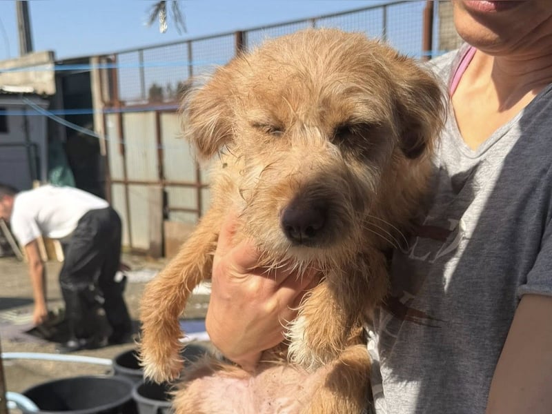 PENNY sucht ein liebevolles Daheim