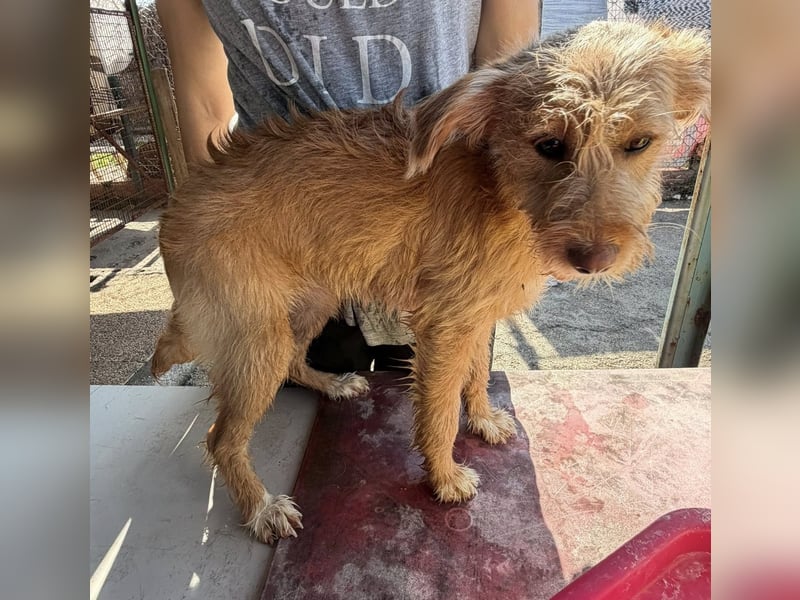 PENNY sucht ein liebevolles Daheim