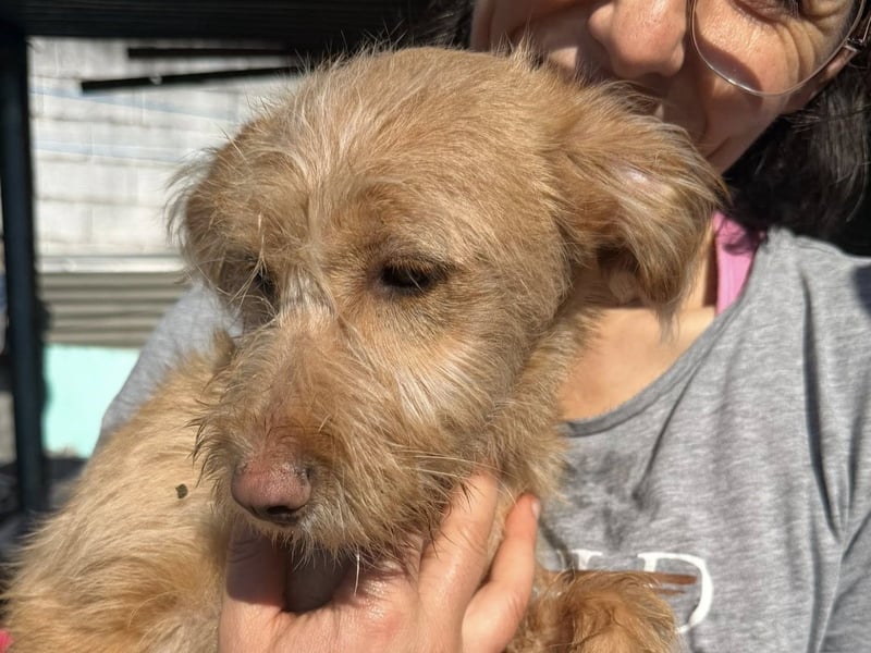 PENNY sucht ein liebevolles Daheim