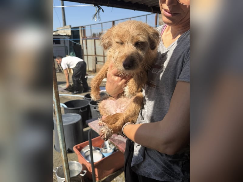 PENNY sucht ein liebevolles Daheim