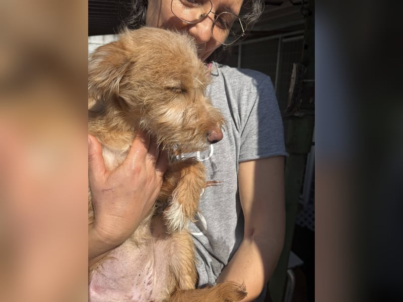 PENNY sucht ein liebevolles Daheim