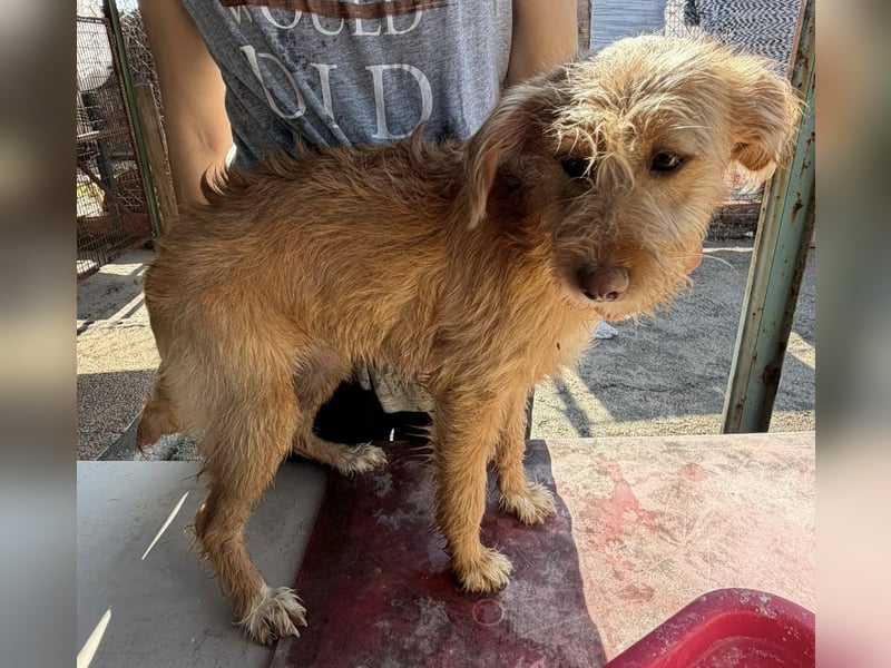 PENNY sucht ein liebevolles Daheim