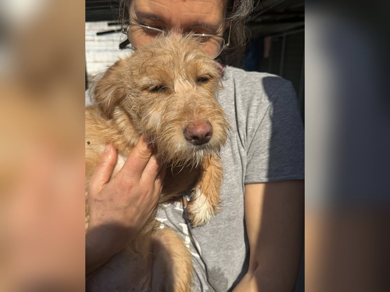 PENNY sucht ein liebevolles Daheim