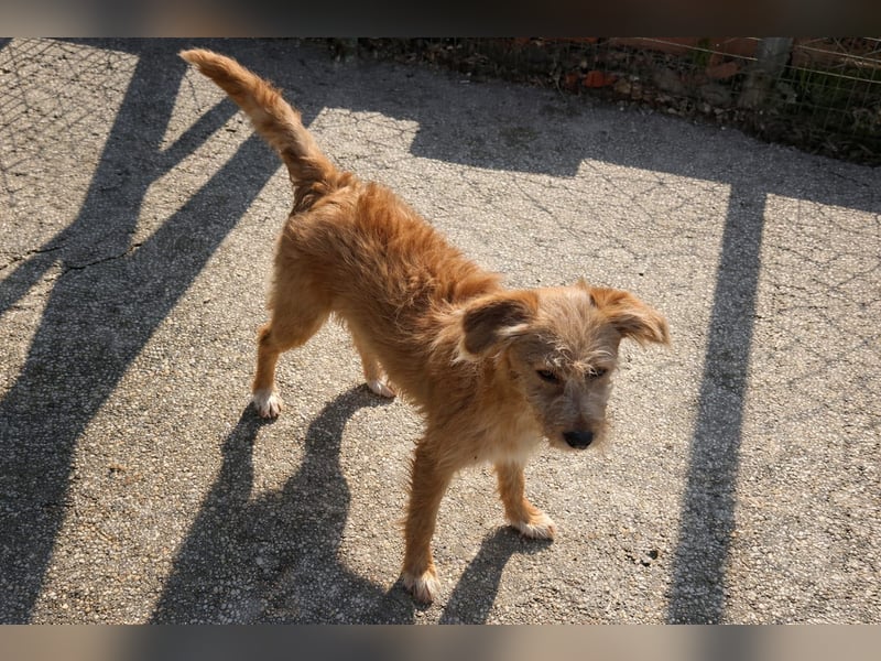 PENNY sucht ein liebevolles Daheim
