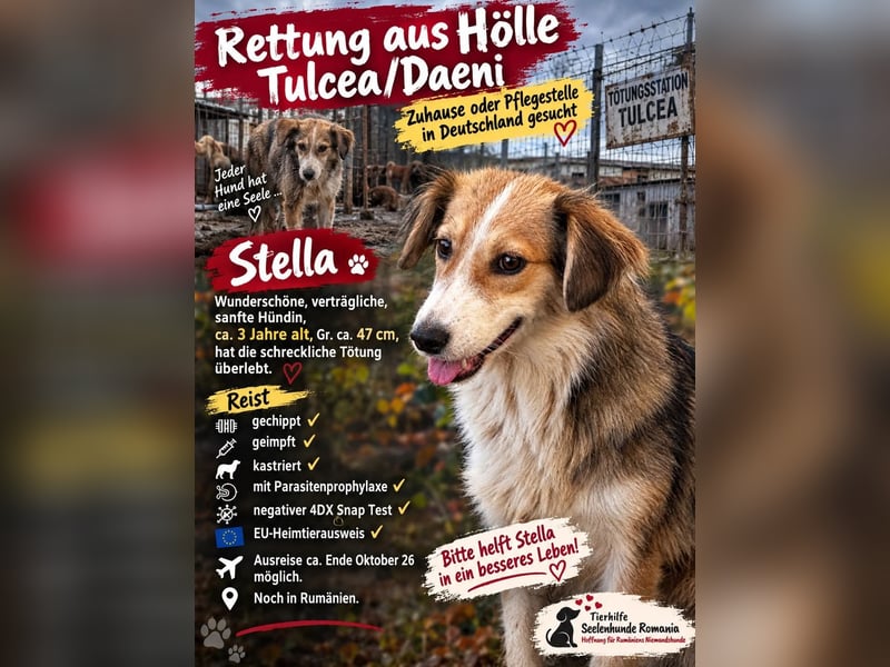 Hübsche Stella sucht ihr Glück 