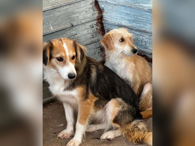 Hübsche Stella sucht ihr Glück 