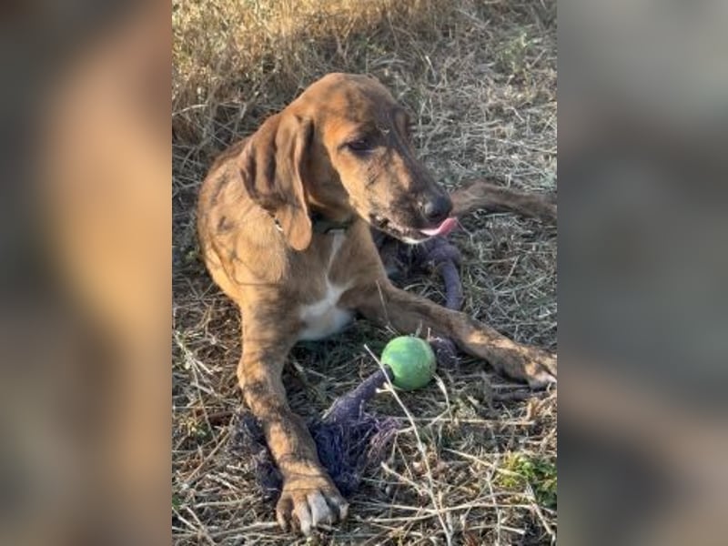 Bazil - kleiner Hundemann auf der Suche nach dem Glück