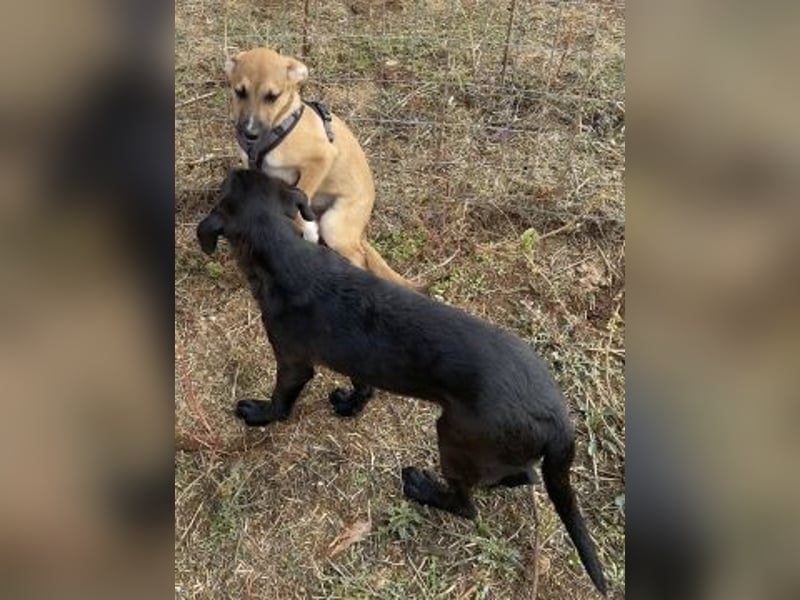 Eric - kleiner Racker sucht Familienanschluss Eric - kleiner Racker sucht Familienanschluss