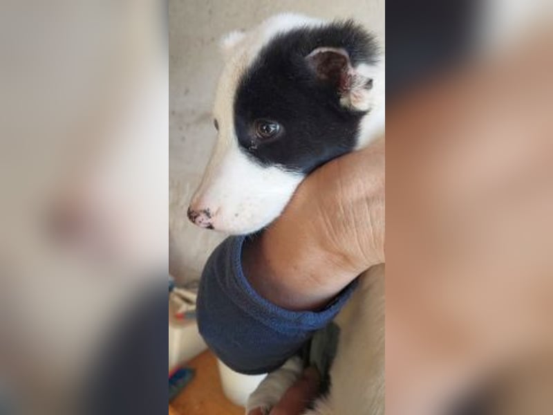 Scooby Doo - kleiner Kerl wird ein feiner grosser