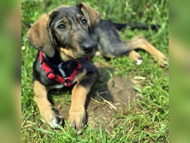 Romy - freundliches Bracken-Mix-Mädchen sucht ihre Familie