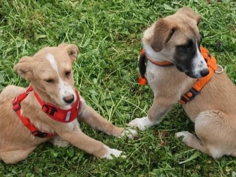 Freundlicher Norman sucht Zuhause für immer