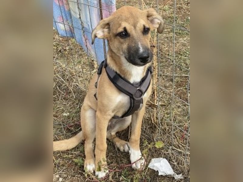 Eric - kleiner Racker sucht Familienanschluss Eric - kleiner Racker sucht Familienanschluss