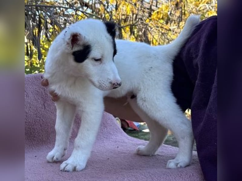 Scooby Doo - neugieriger Hundebub sucht liebevolles Zuhause