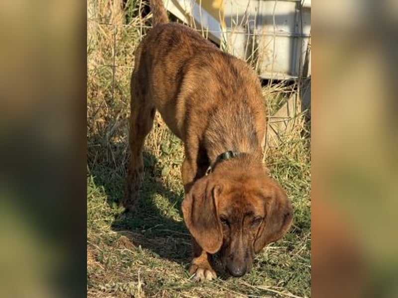 Bazil - kleiner Hundemann auf der Suche nach dem Glück