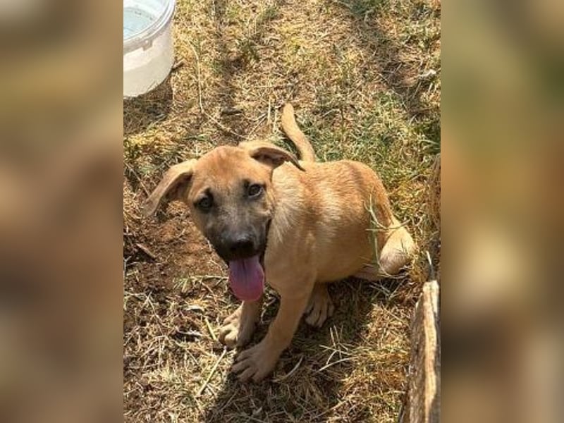 Erica - kleine Schmusebacke sucht Familienanschluss