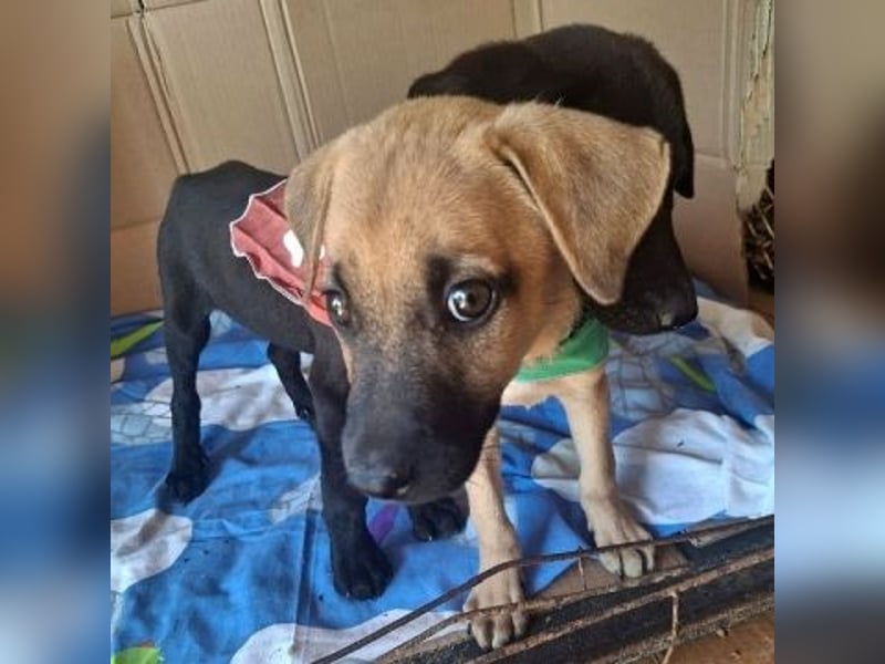 Erica - kleine Schmusebacke sucht Familienanschluss