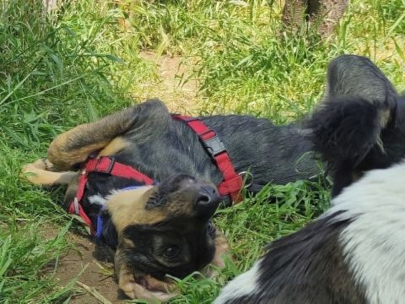 Romy - freundliches Bracken-Mix-Mädchen sucht ihre Familie