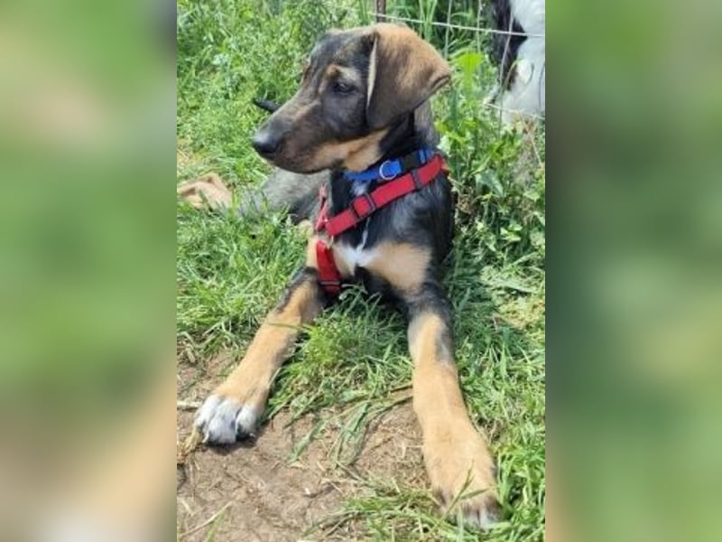 Romy - freundliches Bracken-Mix-Mädchen sucht ihre Familie