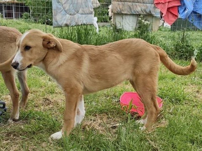 Hundekind Norman sucht Zuhause für immer