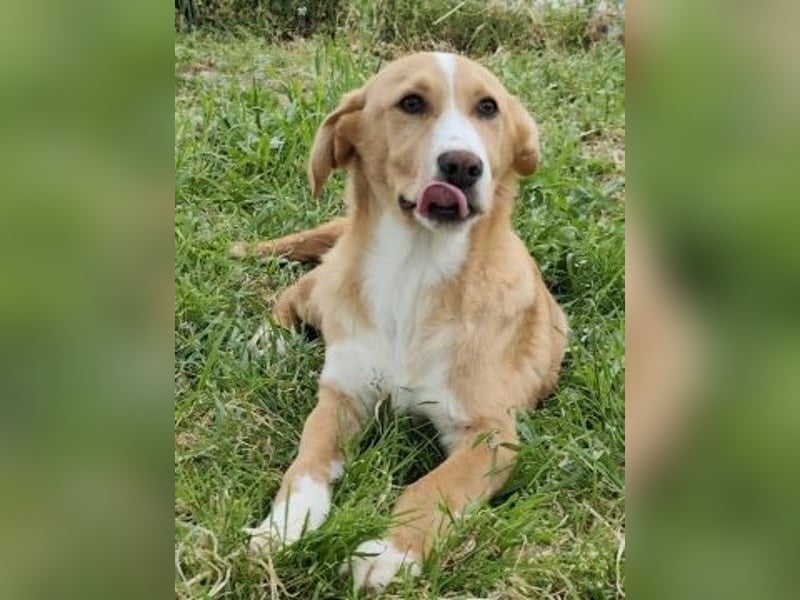 Hundekind Norman sucht Zuhause für immer