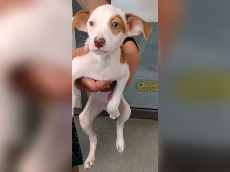 Romeo - ein Herz auf 4 Pfoten