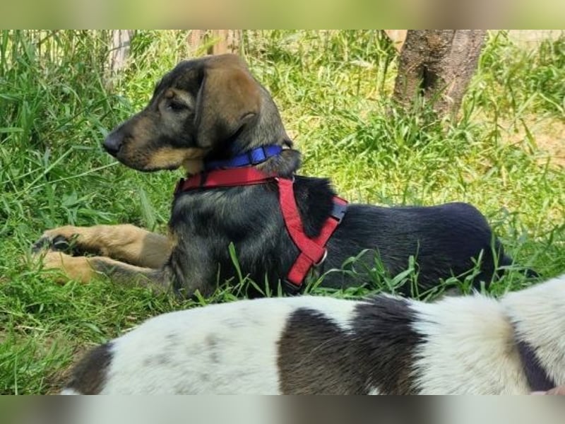Romy - freundliches Bracken-Mix-Mädchen sucht ihre Familie