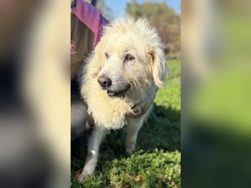 Dream Team Johnny und Max suchen gemeinsames Zuhause