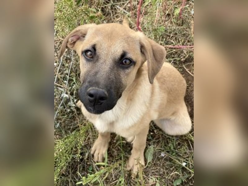 Erica - kleine Schmusebacke sucht Familienanschluss