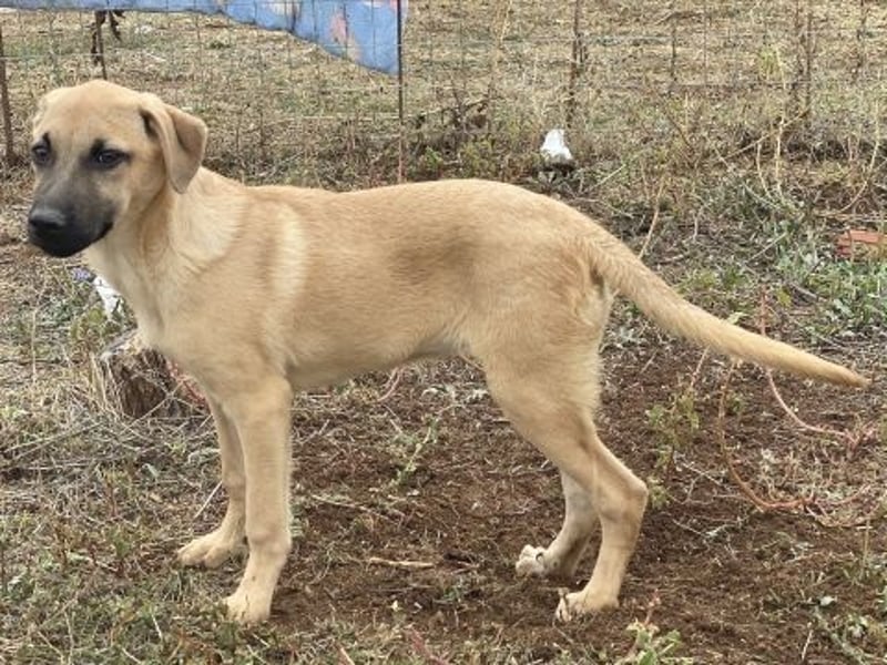 Erica - kleine Schmusebacke sucht Familienanschluss