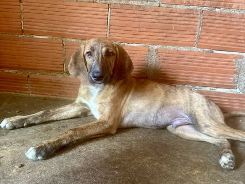 Bazil - kleiner Hundemann auf der Suche nach dem Glück