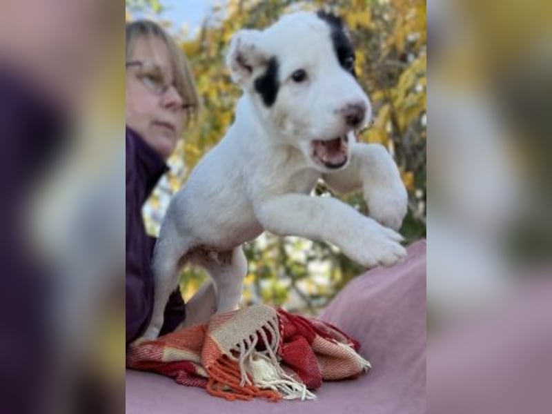 Scooby Doo - neugieriger Hundebub sucht liebevolles Zuhause