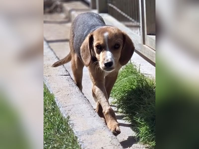 Finn – ein kleiner Kerl mit ganz großem Charme