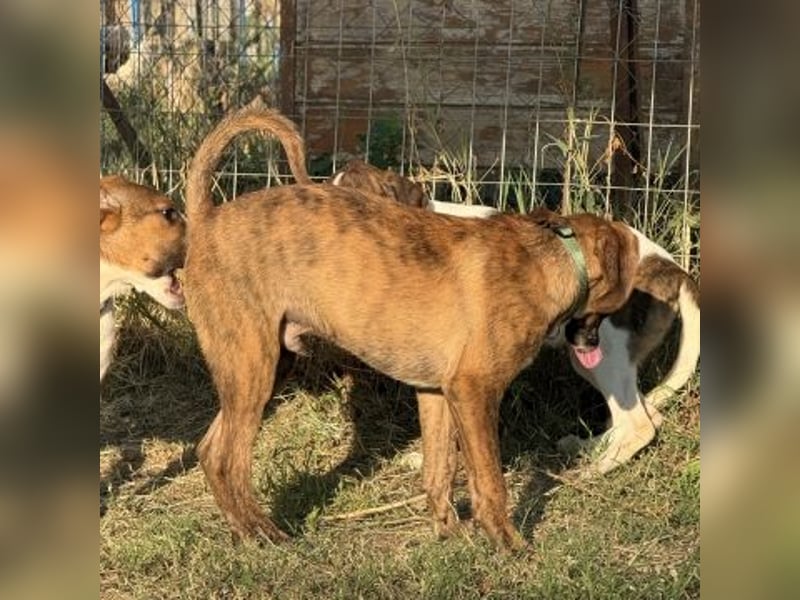 Bazil - kleiner Hundemann auf der Suche nach dem Glück