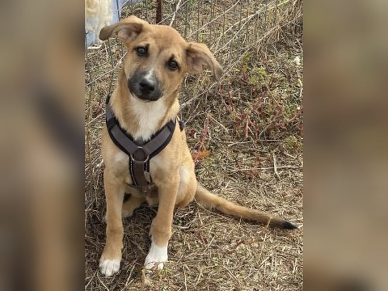 Eric - kleiner Racker sucht Familienanschluss Eric - kleiner Racker sucht Familienanschluss