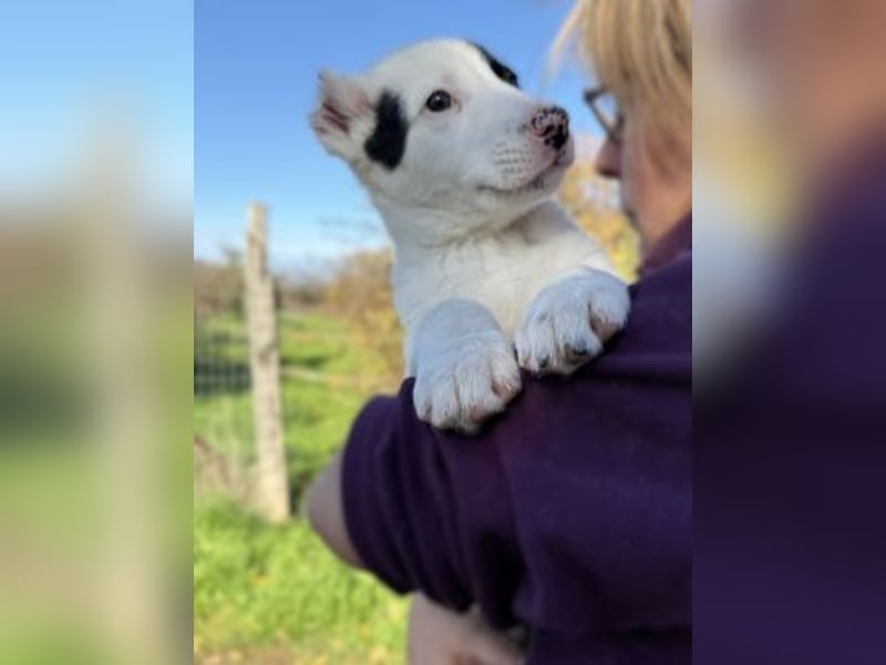 Scooby Doo - neugieriger Hundebub sucht liebevolles Zuhause