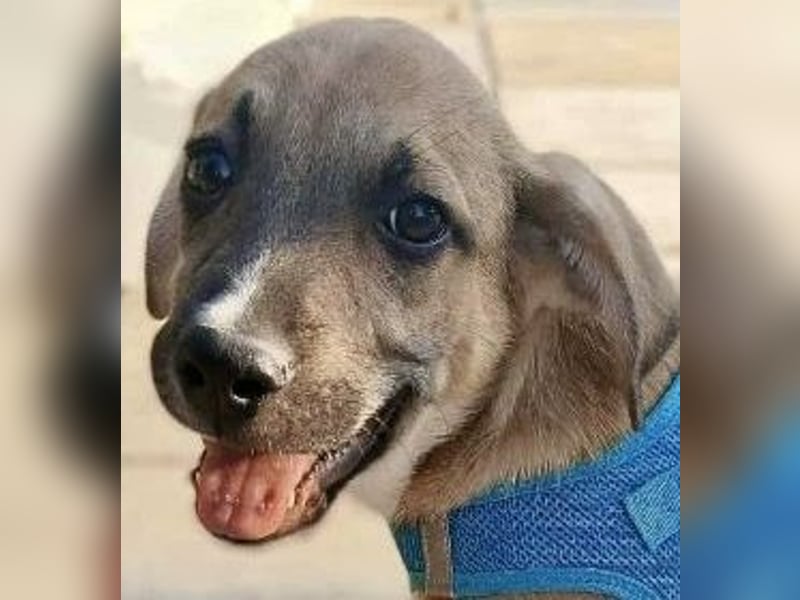 Eric - kleiner Racker sucht Familienanschluss Eric - kleiner Racker sucht Familienanschluss